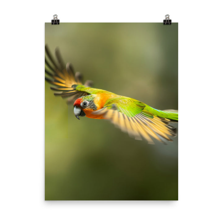 A Conure in mid flight Photo paper poster - PosterfyAI.com