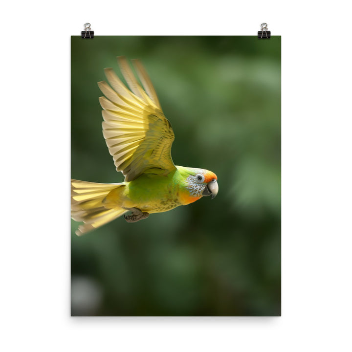 A Conure in mid flight Photo paper poster - PosterfyAI.com