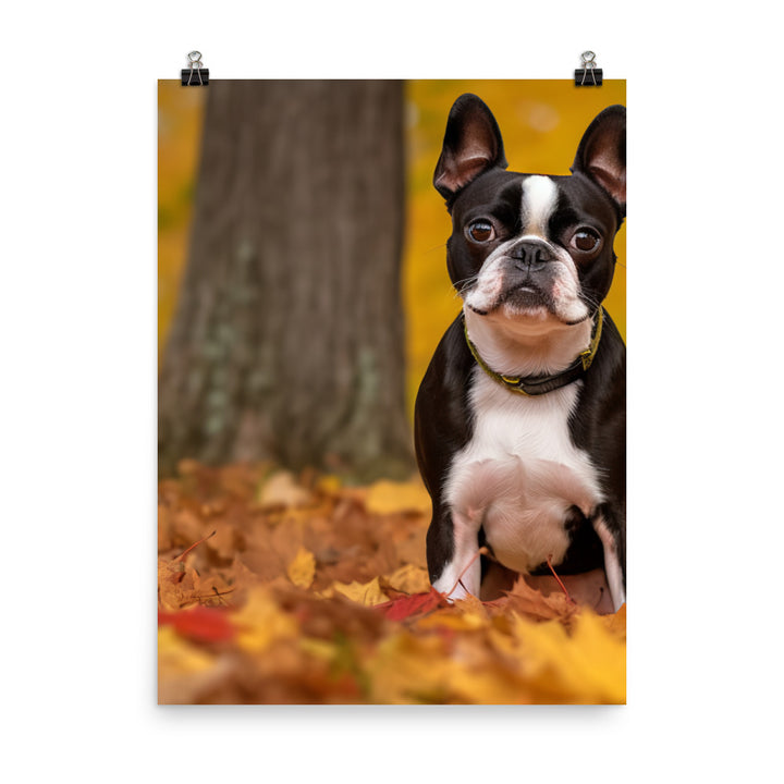 Boston Terrier with Fall Colors Photo paper poster - PosterfyAI.com
