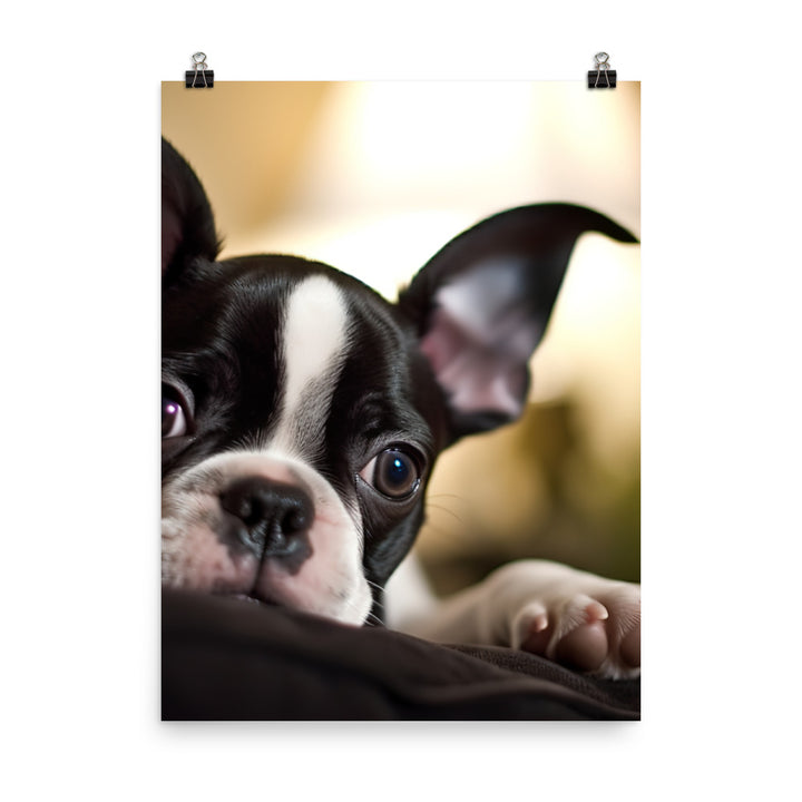 Boston Terrier Pup at Home Photo paper poster - PosterfyAI.com