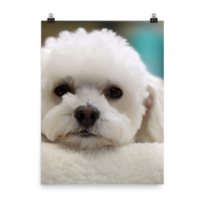 Bichon Frise in a Spa Photo paper poster - PosterfyAI.com