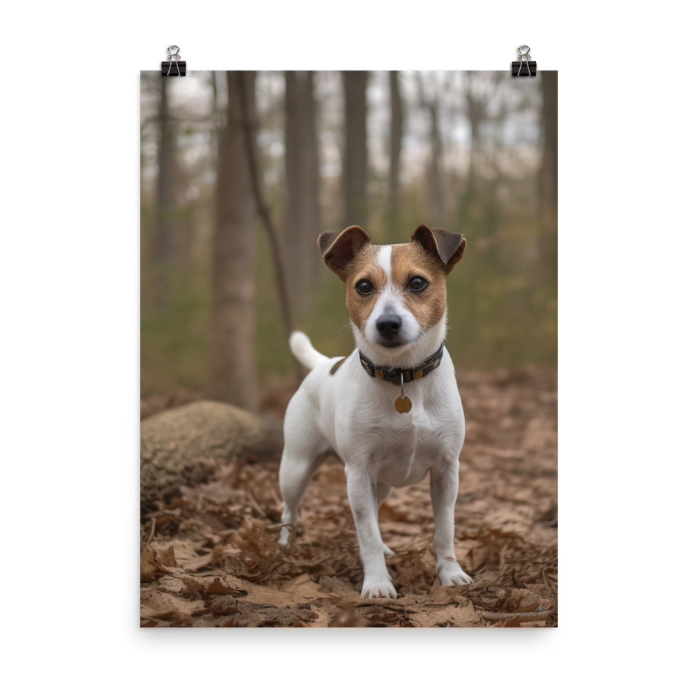 Adorable Jack Russell Terrier Posing for Camera Photo paper poster - PosterfyAI.com