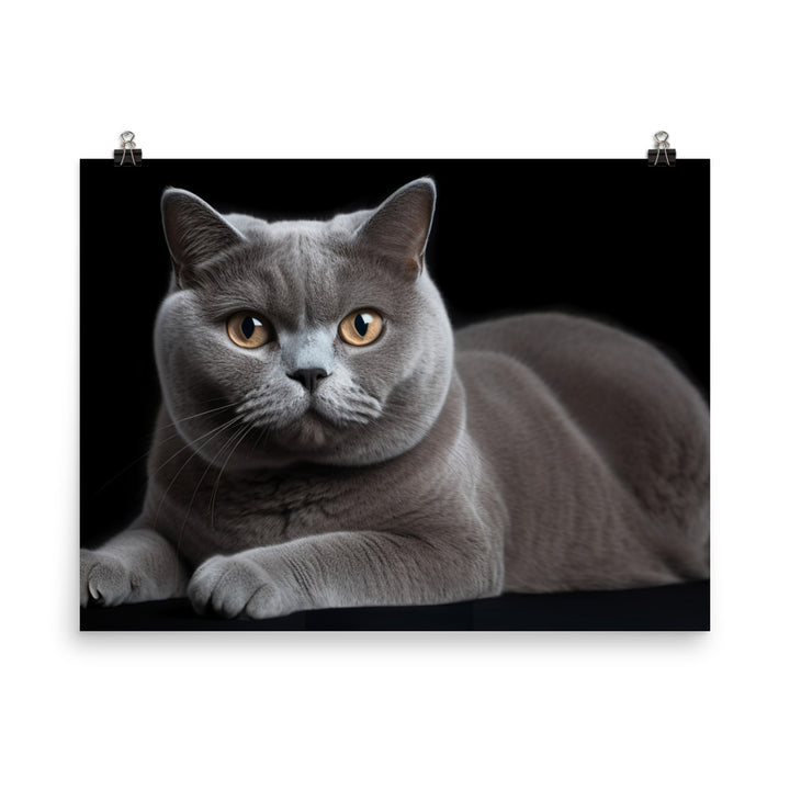 British Shorthair Cat Posing photo paper poster - Posterfy.AI