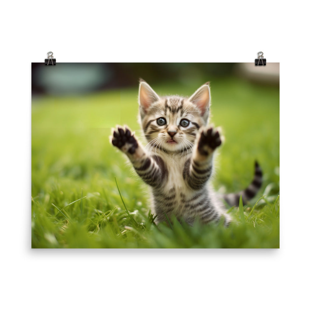 American Shorthair Kitten photo paper poster - Posterfy.AI