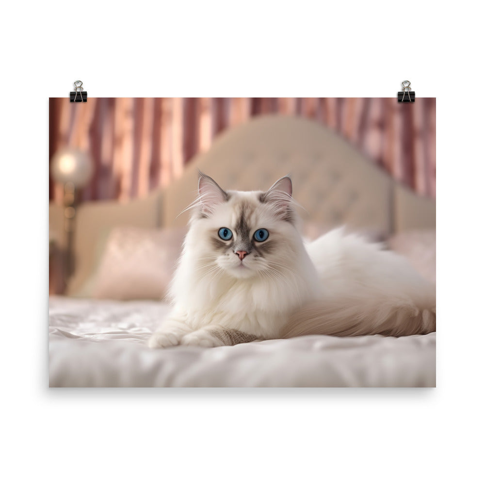Ragdoll Cat Posing photo paper poster - Posterfy.AI