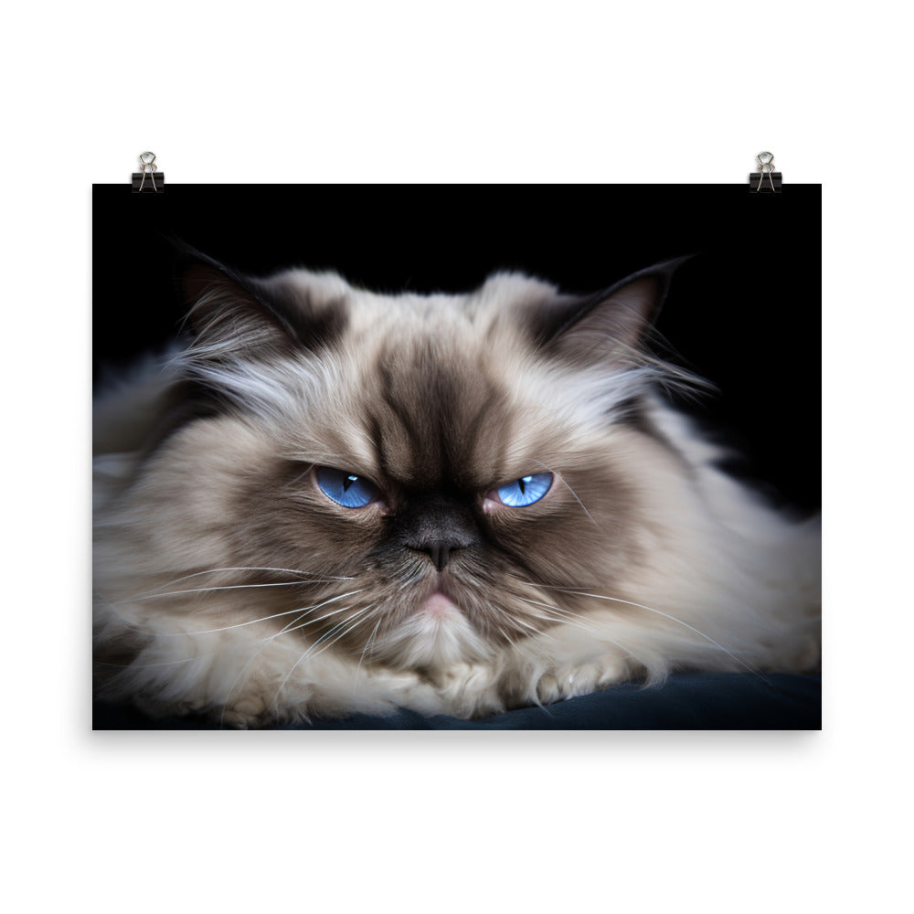 Himalayan Cats Regal Stare photo paper poster - Posterfy.AI