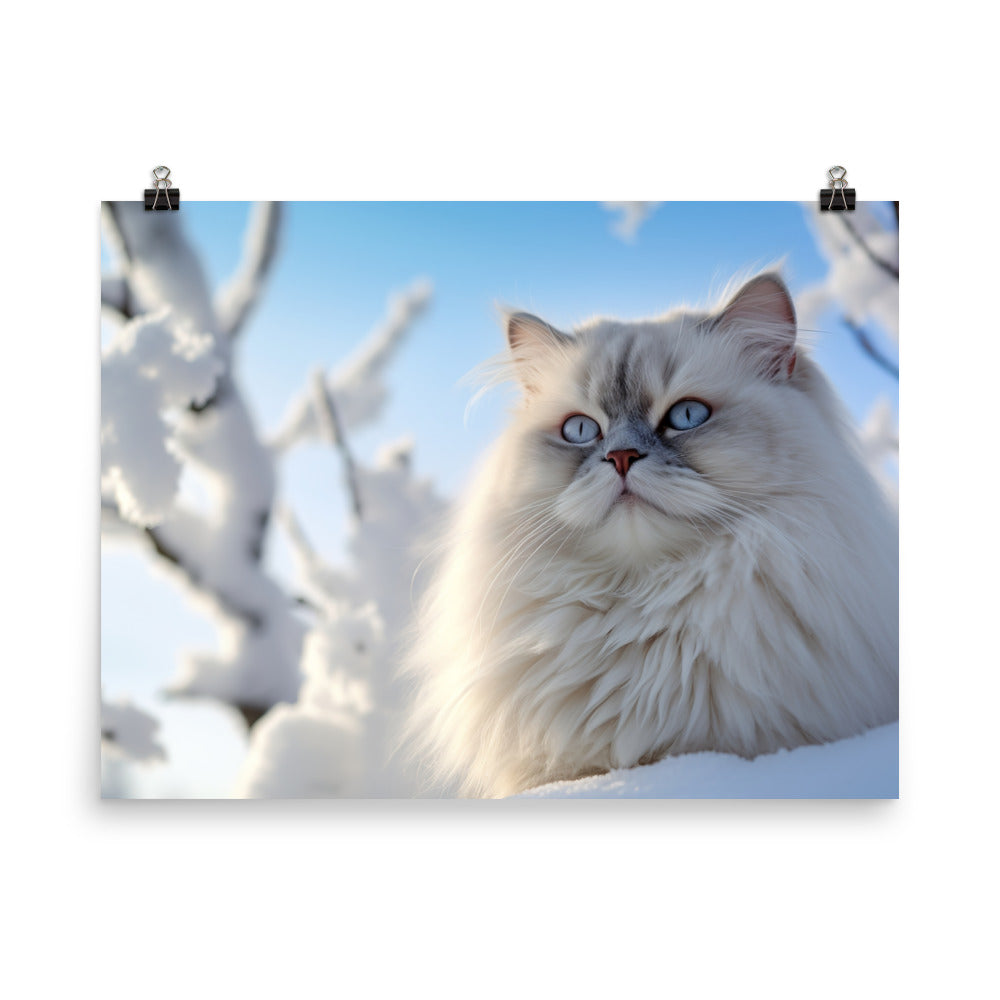 Himalayan Cat in Winter photo paper poster - Posterfy.AI