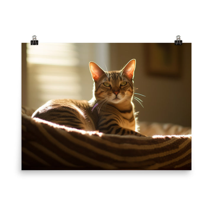 Ocicat Lounging photo paper poster - Posterfy.AI