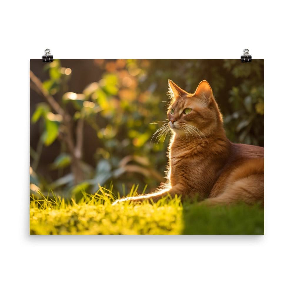 Graceful Somali Cat photo paper poster - Posterfy.AI