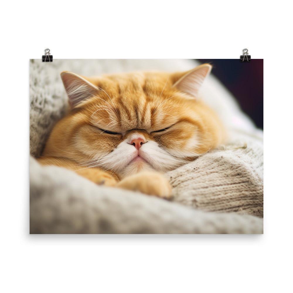 Exotic Shorthair Cat on a Lap photo paper poster - Posterfy.AI