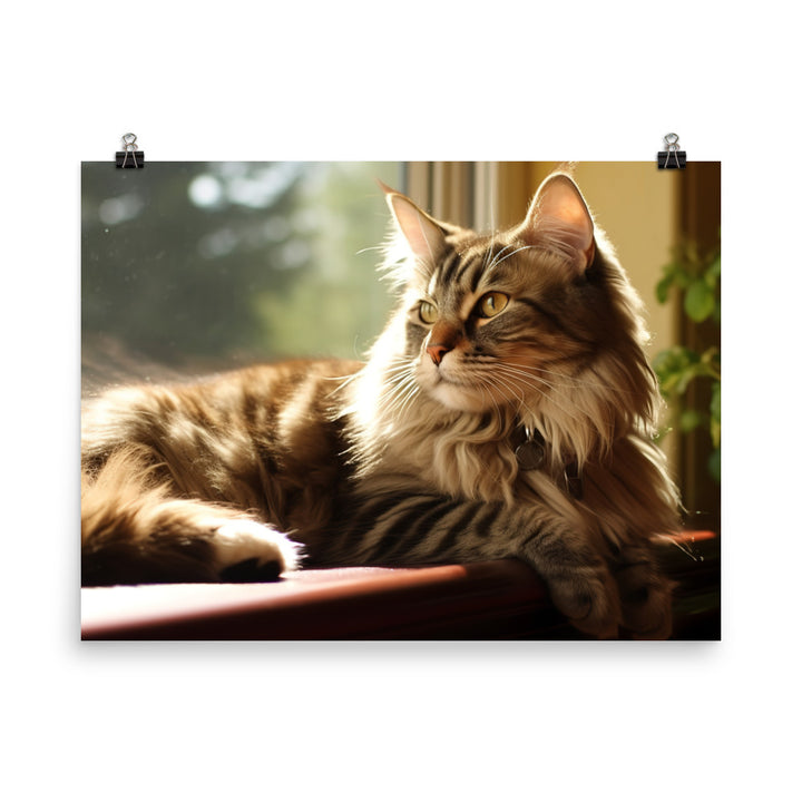 Magnificent Maine Coon photo paper poster - Posterfy.AI