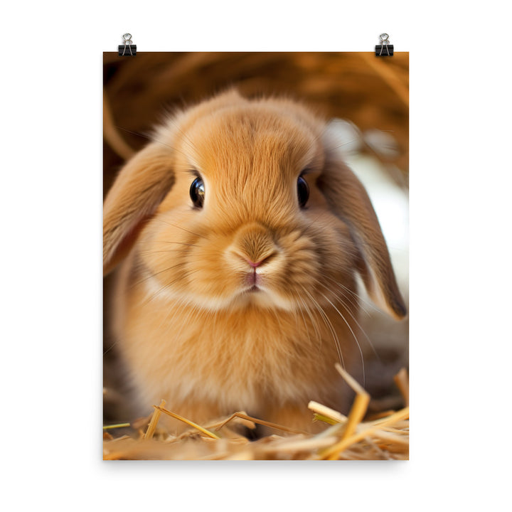 Adorable Holland Lop Bunny Photo paper poster - PosterfyAI.com
