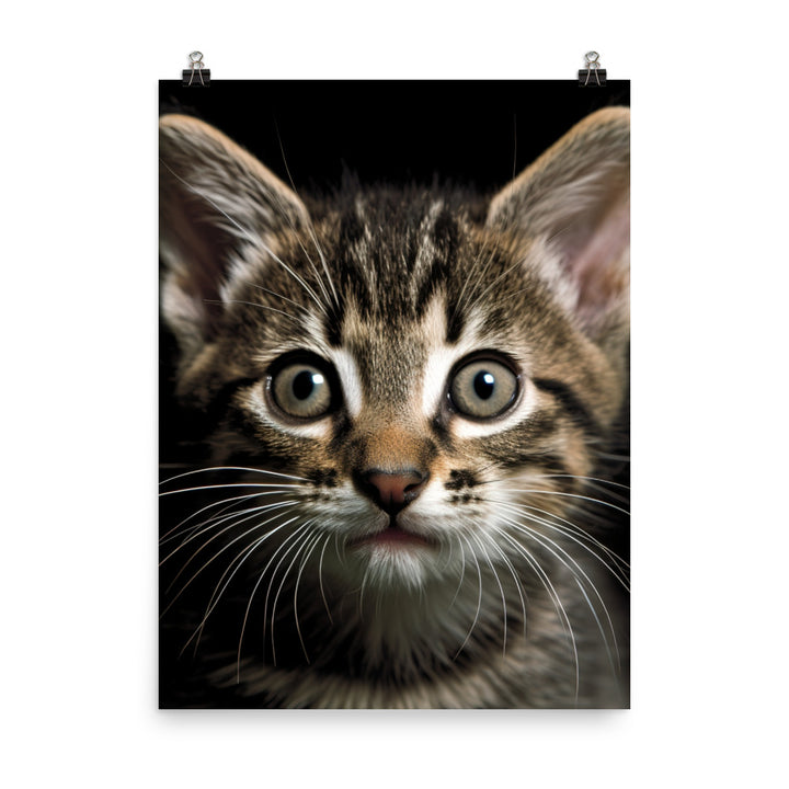 Manx Kitten Photo paper poster - PosterfyAI.com