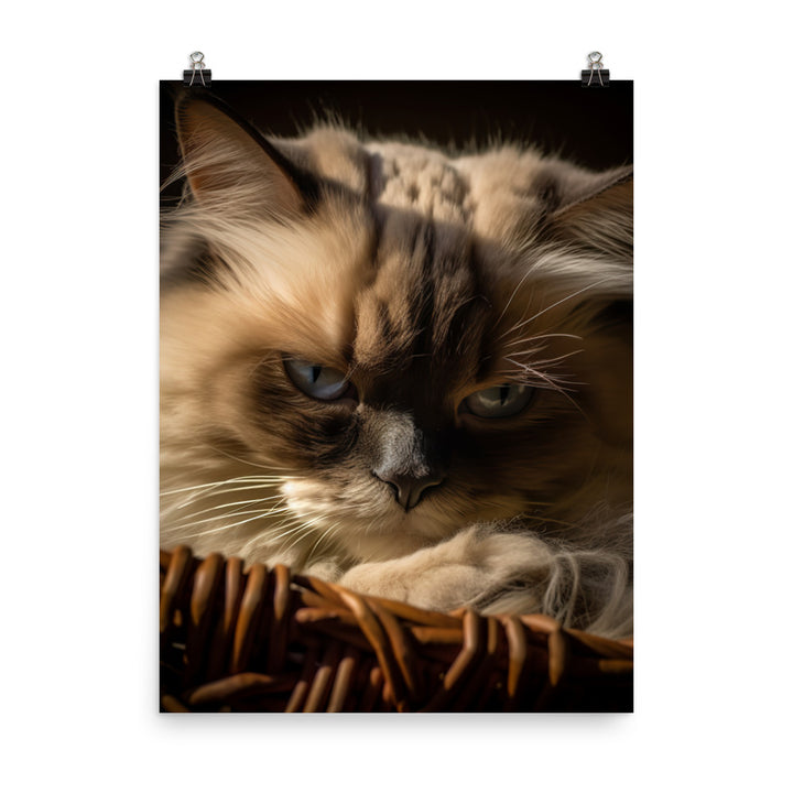 Luxurious Fur of Himalayan Cat Photo paper poster - PosterfyAI.com