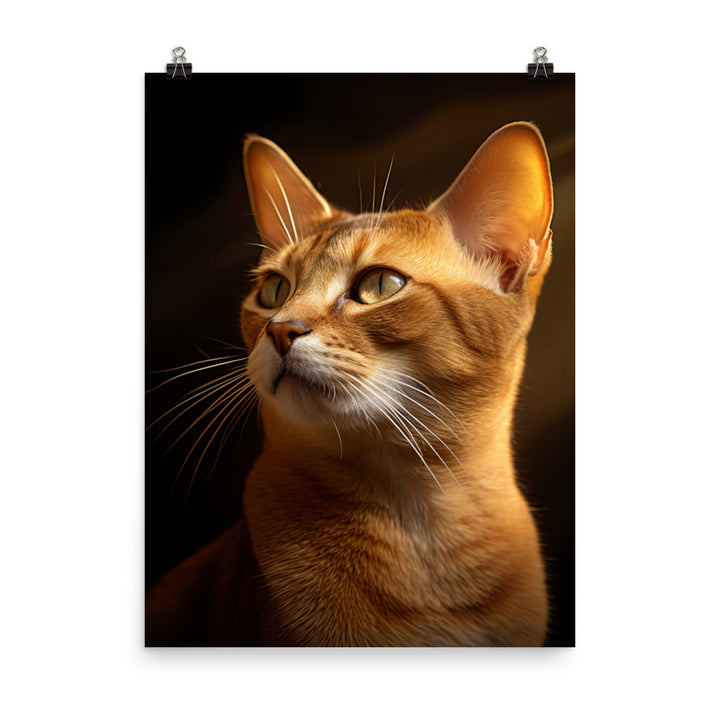 Abyssinian Cat Photo paper poster - PosterfyAI.com