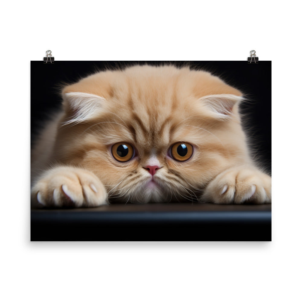 Exotic Shorthair Photo paper poster - PosterfyAI.com