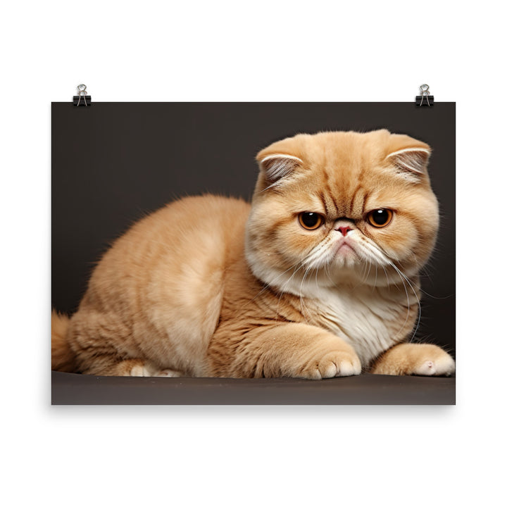 Exotic Shorthair Photo paper poster - PosterfyAI.com