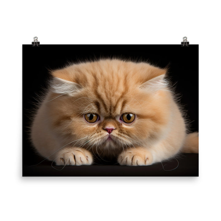 Exotic Shorthair Photo paper poster - PosterfyAI.com