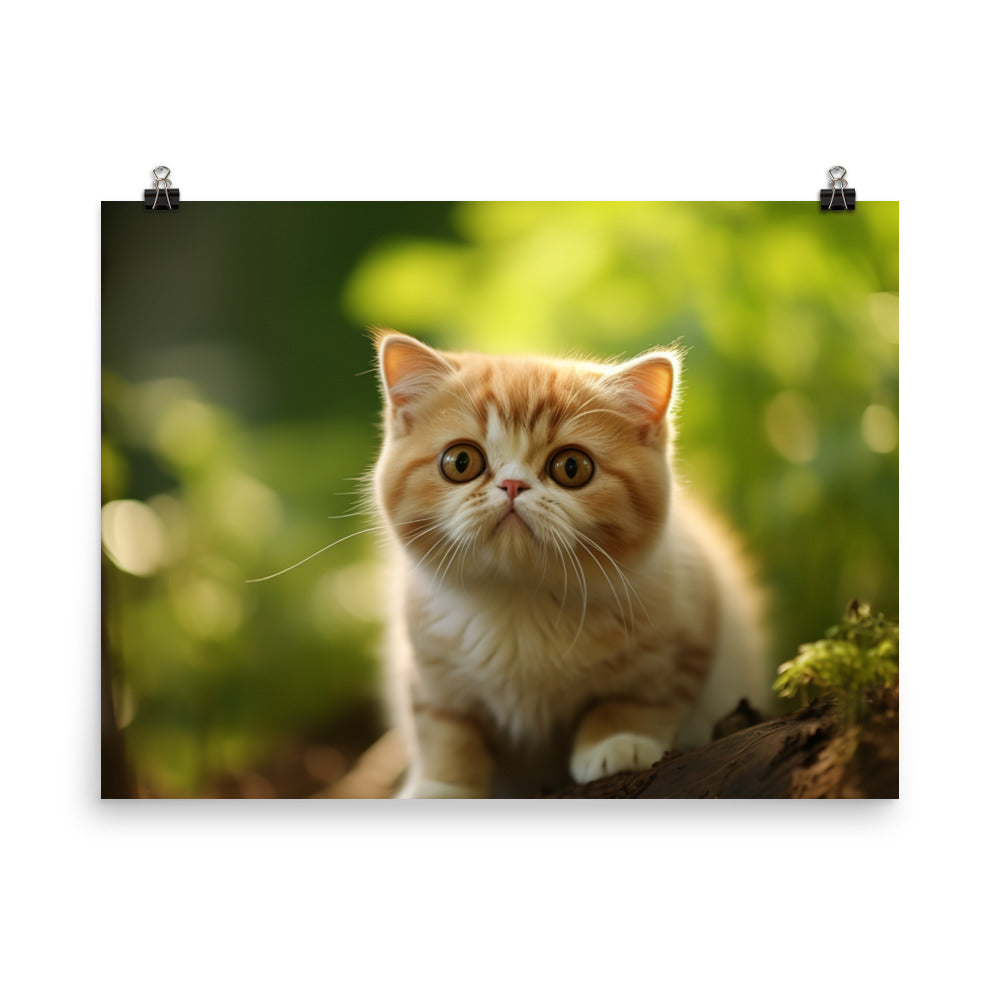 Exotic Shorthair Photo paper poster - PosterfyAI.com