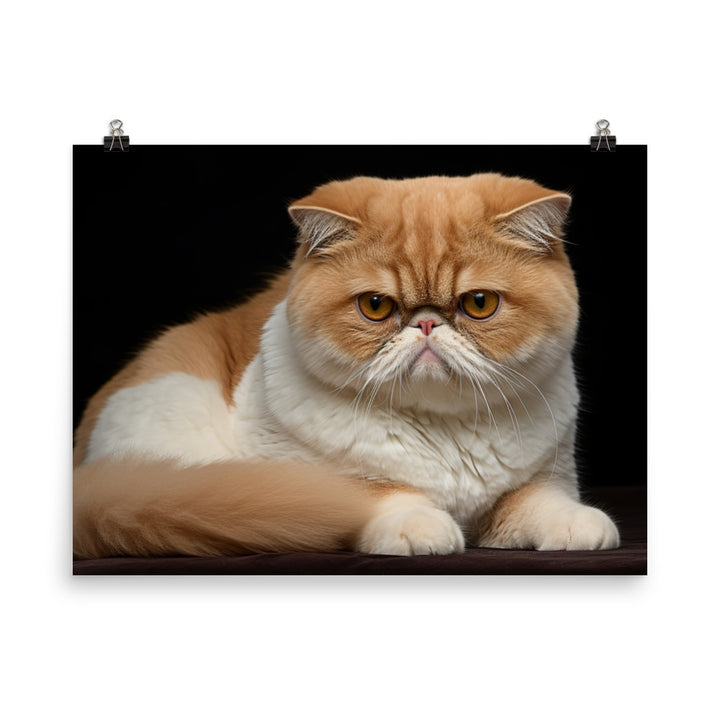 Exotic Shorthair Photo paper poster - PosterfyAI.com