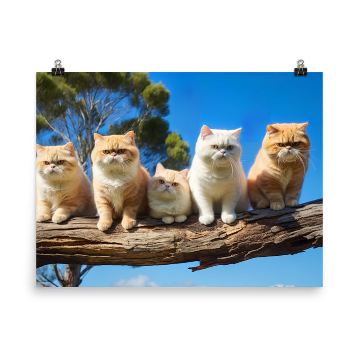 Exotic Shorthair Photo paper poster - PosterfyAI.com