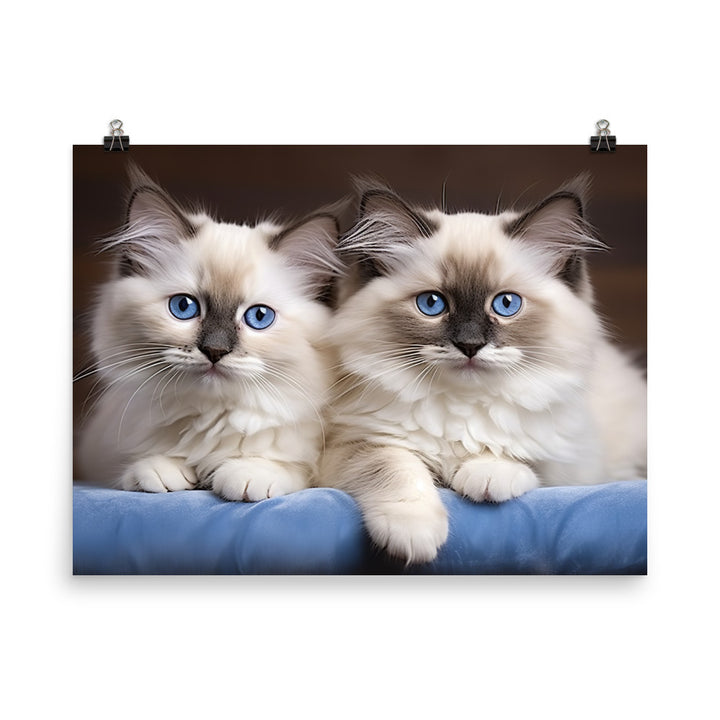 Ragdoll Photo paper poster - PosterfyAI.com