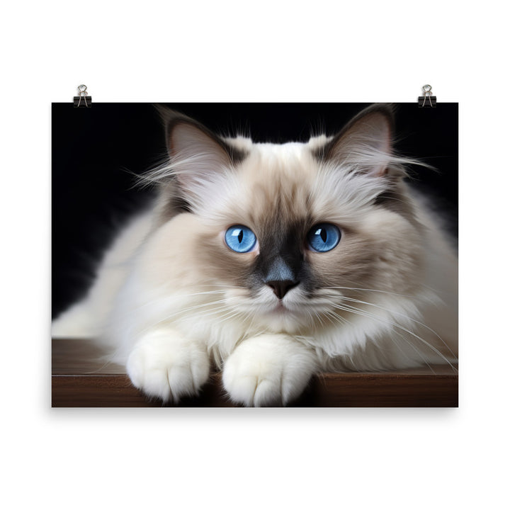 Ragdoll Photo paper poster - PosterfyAI.com