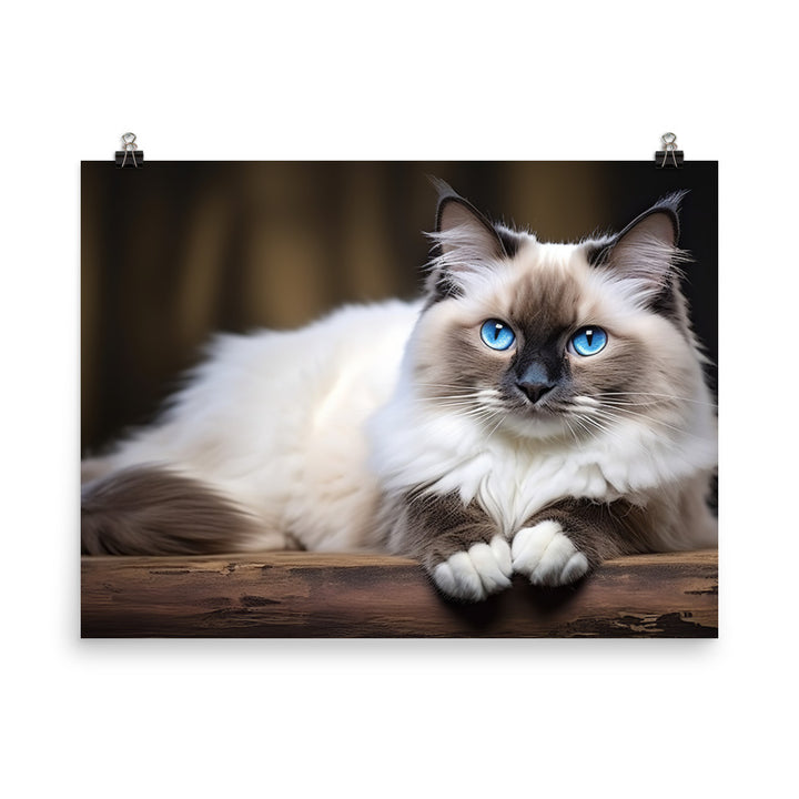 Ragdoll Photo paper poster - PosterfyAI.com