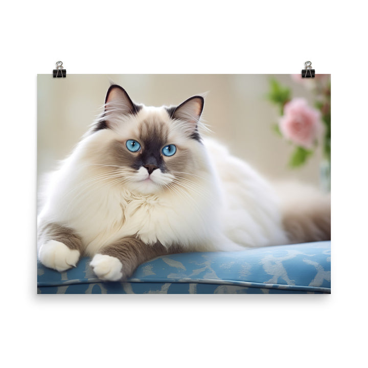 Ragdoll Photo paper poster - PosterfyAI.com
