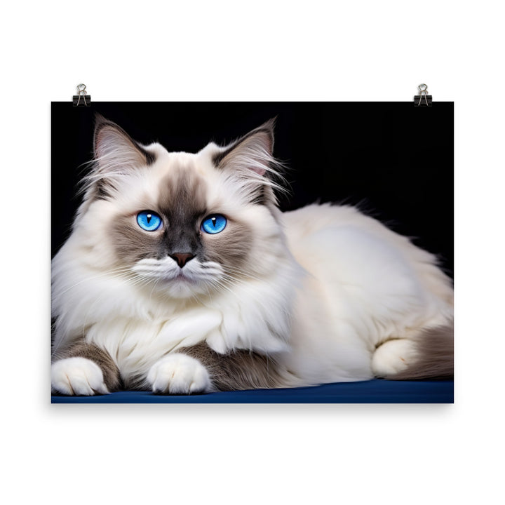 Ragdoll Photo paper poster - PosterfyAI.com