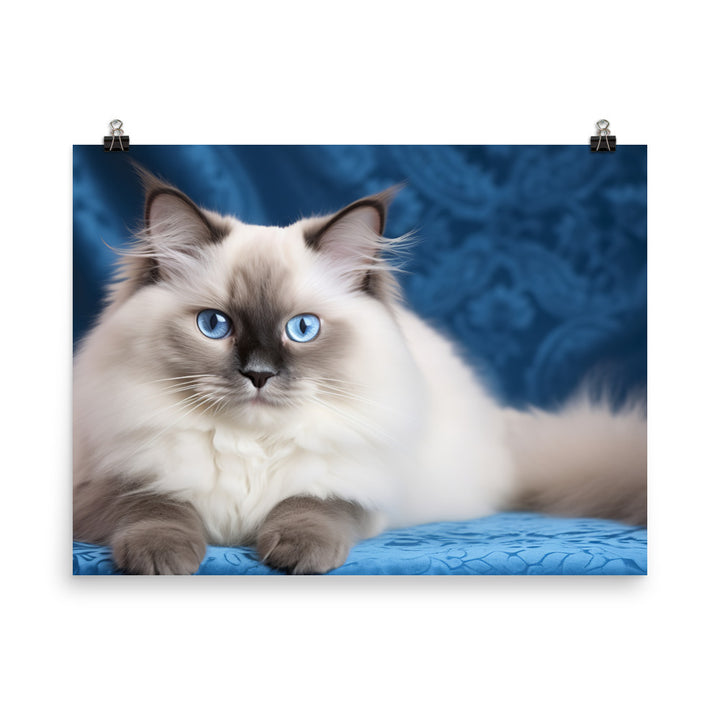 Ragdoll Photo paper poster - PosterfyAI.com