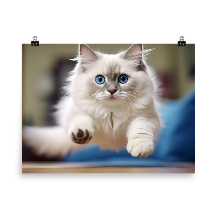 Ragdoll Photo paper poster - PosterfyAI.com