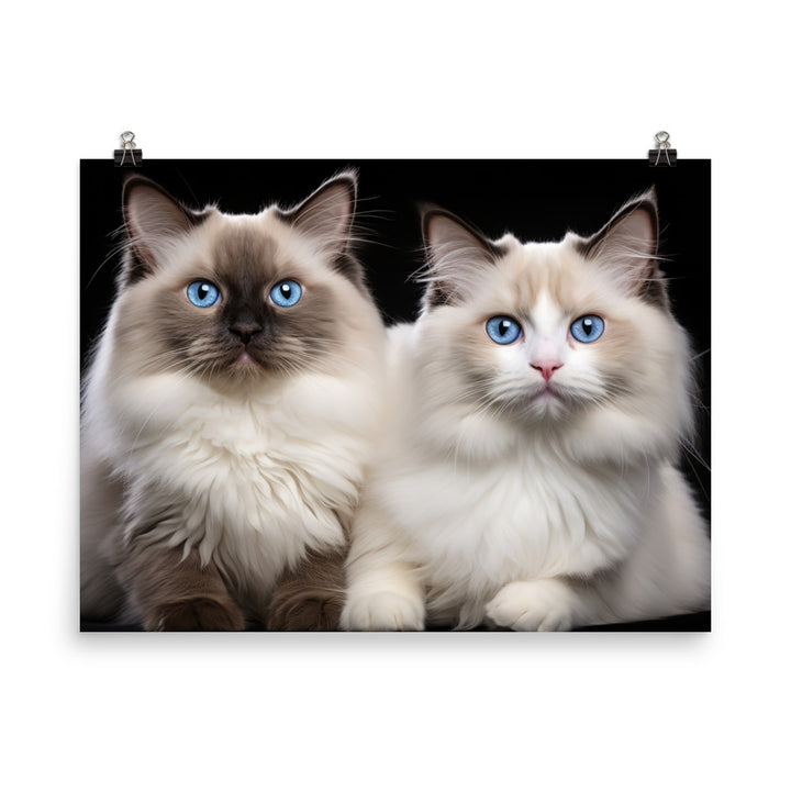 Ragdoll Photo paper poster - PosterfyAI.com