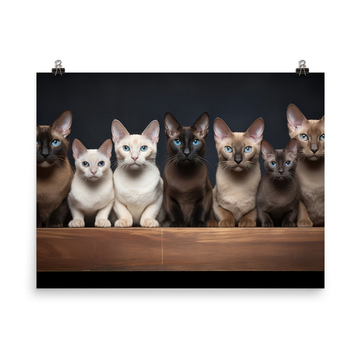 Tonkinese Photo paper poster - PosterfyAI.com