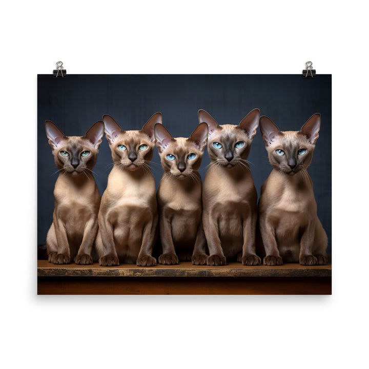 Tonkinese Photo paper poster - PosterfyAI.com