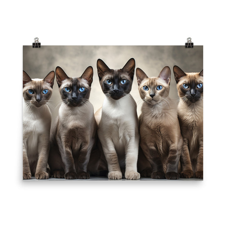Tonkinese Photo paper poster - PosterfyAI.com