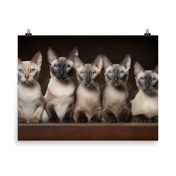 Tonkinese Photo paper poster - PosterfyAI.com