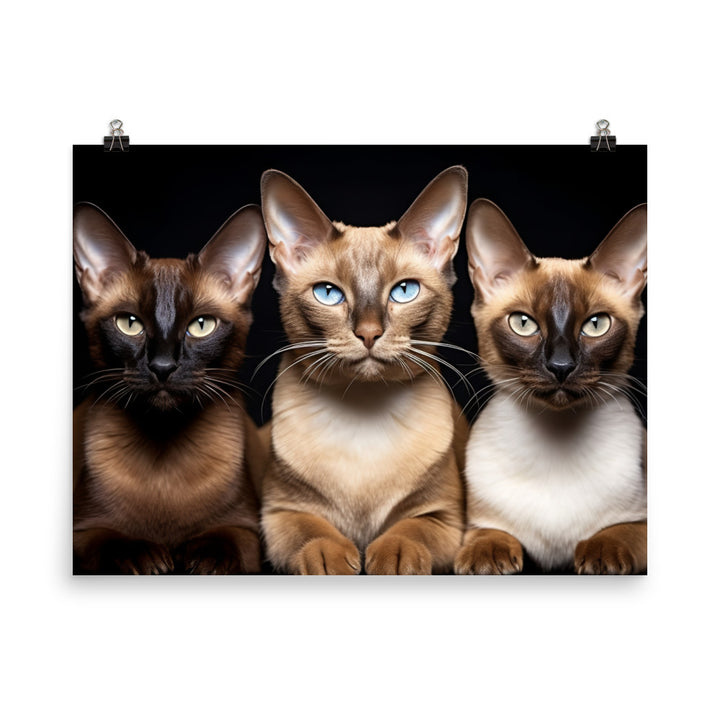 Tonkinese Photo paper poster - PosterfyAI.com