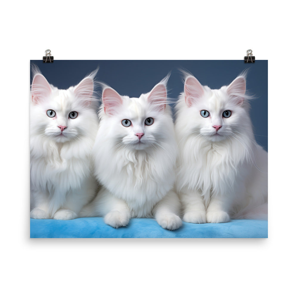 Turkish Angora Photo paper poster - PosterfyAI.com