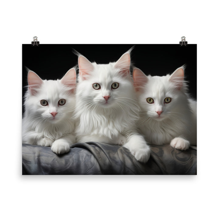 Turkish Angora Photo paper poster - PosterfyAI.com