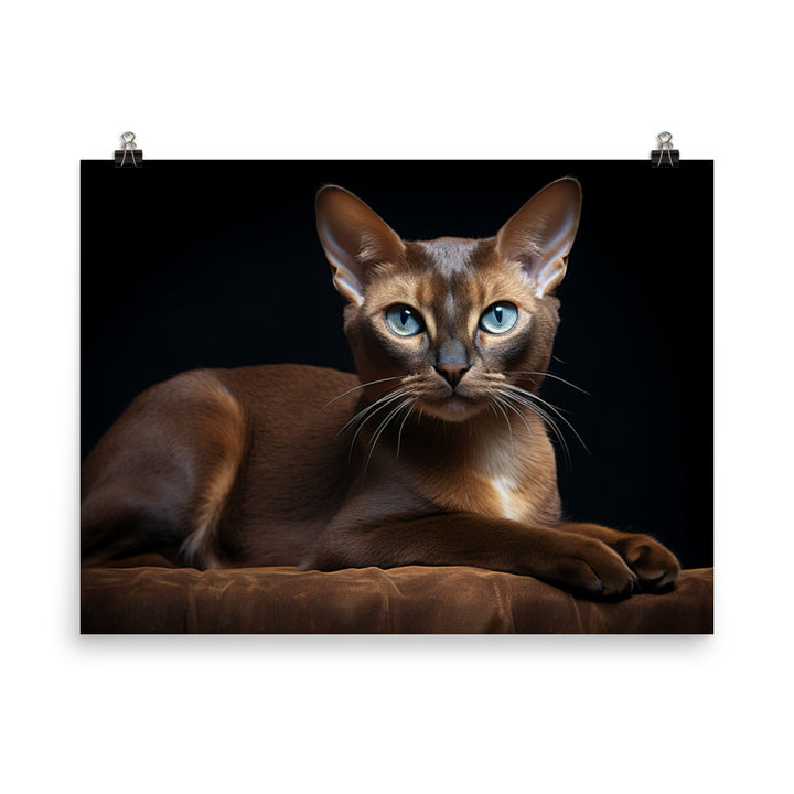 Burmese Photo paper poster - PosterfyAI.com