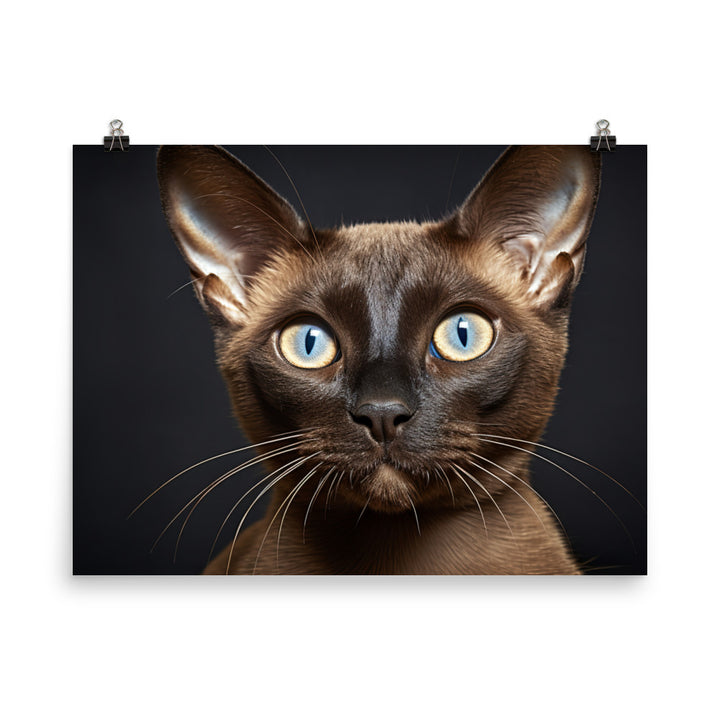 Burmese Photo paper poster - PosterfyAI.com