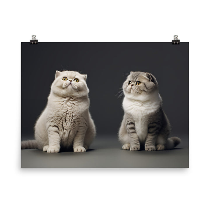 Scottish Fold Photo paper poster - PosterfyAI.com