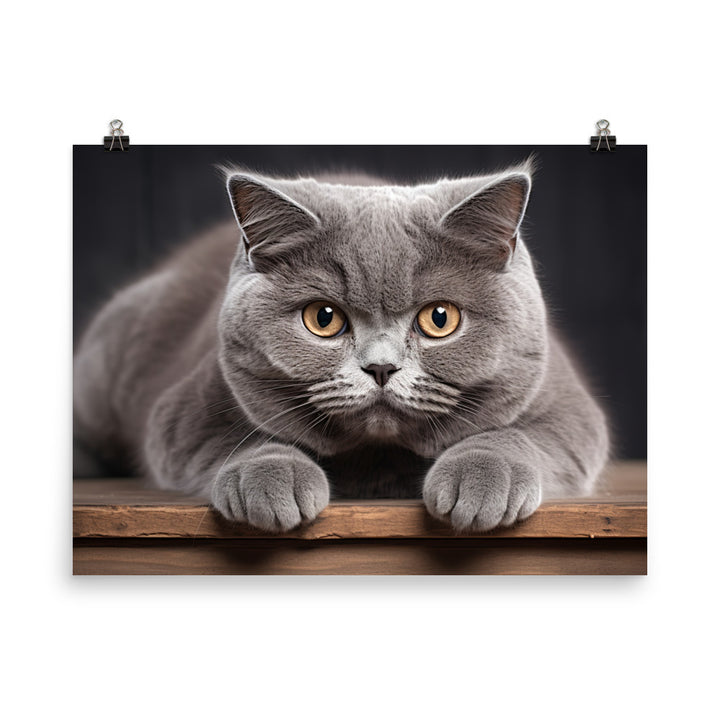 British Shorthair Photo paper poster - PosterfyAI.com