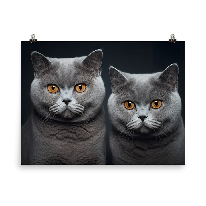 British Shorthair Photo paper poster - PosterfyAI.com