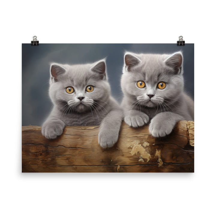 British Shorthair Photo paper poster - PosterfyAI.com