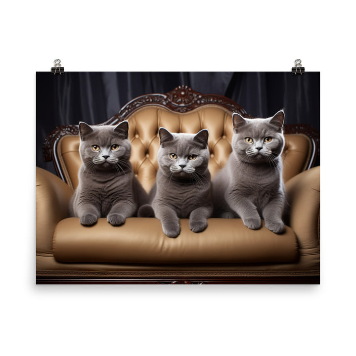 British Shorthair Photo paper poster - PosterfyAI.com