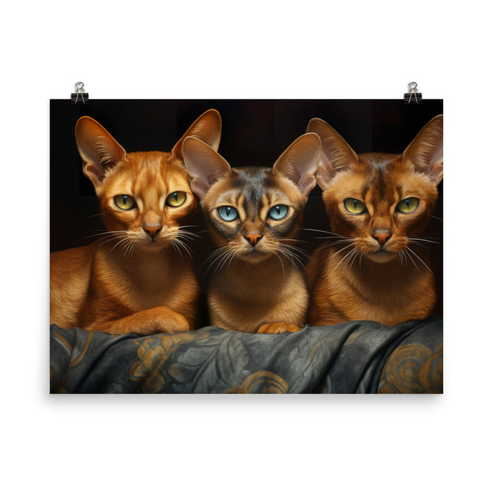 Abyssinian Photo paper poster - PosterfyAI.com