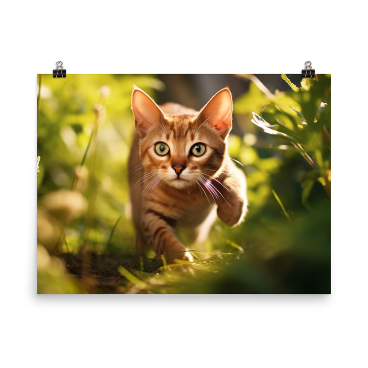 Abyssinian Photo paper poster - PosterfyAI.com