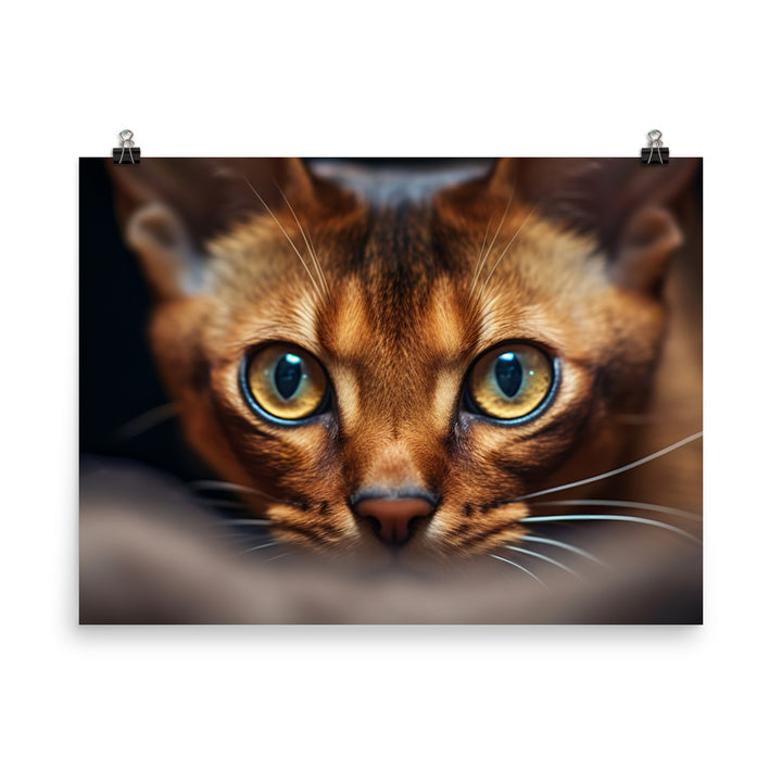 Abyssinian Photo paper poster - PosterfyAI.com